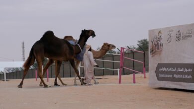 مزاينة مدينة زايد بمهرجان الظفرة تتوج الفائزين في سن اللقايا
