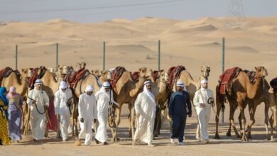 "قافلة الهجن" تعبر "دروب الحجاج" وتقترب من محطتها الختامية بدبي