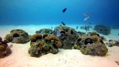 عيد الاتحاد الـ54/ الإمارات إنجازات محلية لا تتوقف وريادة عالمية في الاستدامة والذكاء الاصطناعي 3 عيد الاتحاد الـ54/ الإمارات إنجازات محلية لا تتوقف وريادة عالمية في الاستدامة والذكاء الاصطناعي