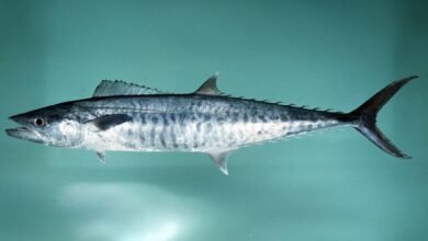 هيئة البيئة – أبوظبي توثق موسماً ثانياً لتكاثر أسماك الكنعد في الإمارة