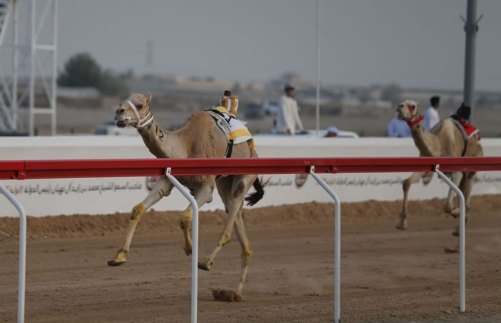 مهرجان محمد بن زايد لسباقات الهجن ومزاينة الإبل "الذيد" ينطلق 24 ديسمبر الجاري 1 مهرجان محمد بن زايد لسباقات الهجن ومزاينة الإبل "الذيد" ينطلق 24 ديسمبر الجاري