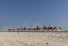 انطلاق النسخة الأطول في تاريخ “رحلة الهجن” من أبوظبي إلى دبي بمشاركة 29 متسابقا من 18 جنسية