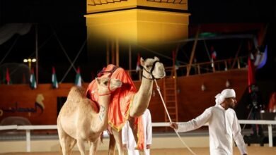 240 مطية في مزاد المرموم الـ13 للإنتاج الشخصي