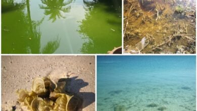 علماء في "نيويورك أبوظبي" يطورون أداة مبتكرة تدعم حلول الطاقة النظيفة