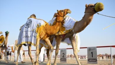 مزاينة الإبل تتوج الفائزين في المحطة الختامية لمهرجان الظفرة بدورته الـ 19