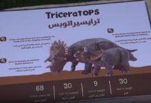 "محمية النوادر" تجربة ترفيهية تستهدف التوعية البيئية في مهرجان الشيخ زايد