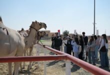 مهرجان الظفرة