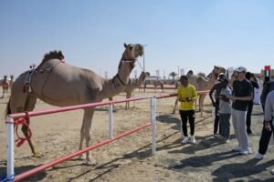 تتويج الفائزين بأشواط الإيذاع في مزاينة الإبل بمهرجان الظفرة الختامي
