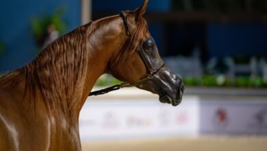 نخبة الأفراس والأمهار تتألق في اليوم الثاني لبطولة عجمان لجمال الخيل العربية 4 نخبة الأفراس والأمهار تتألق في اليوم الثاني لبطولة عجمان لجمال الخيل العربية