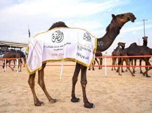 تتويج الفائزين بأشواط الإيذاع في مزاينة الإبل بمهرجان الظفرة الختامي