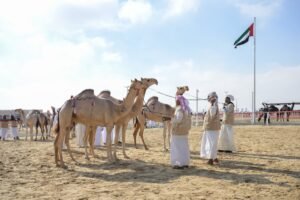 التحكيم في «مهرجان الظفرة».. تعزيز للشفافية والعدالة