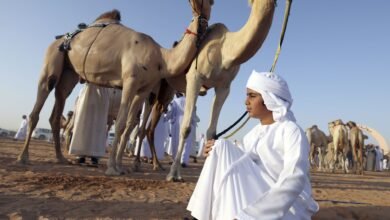 انطلاق المحطة الختامية لمهرجان الظفرة بدورته الـ 19