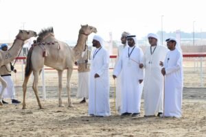 التحكيم في «مهرجان الظفرة».. تعزيز للشفافية والعدالة