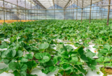 تحدي تكنولوجيا الغذاء في دولة الإمارات يدعم الابتكار في الأمن الغذائي العالمي