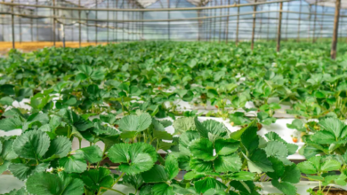 تحدي تكنولوجيا الغذاء في دولة الإمارات يدعم الابتكار في الأمن الغذائي العالمي 2 تحدي تكنولوجيا الغذاء في دولة الإمارات يدعم الابتكار في الأمن الغذائي العالمي