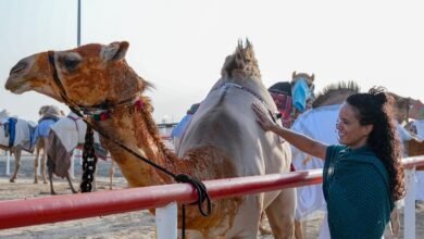 مهرجان الظفرة.. منافسات قوية في "انتاج العزبة" للإبل المحليات والمجاهيم