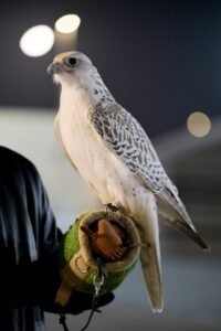 المسابقات التراثية في مهرجان الظفرة تبرز الموروث الاماراتي الأصيل