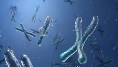 انسَ الغذاء والرياضة!.. عامل آخر يكشف سر طول العمر 2 سر طول العمر