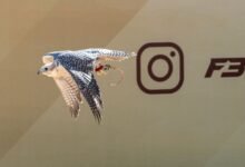 بمشاركة خليجية واسعة انطلاق أشواط "العامة مفتوح" لبطولة فزاع للصيد بالصقور