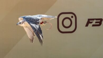 بمشاركة خليجية واسعة انطلاق أشواط "العامة مفتوح" لبطولة فزاع للصيد بالصقور