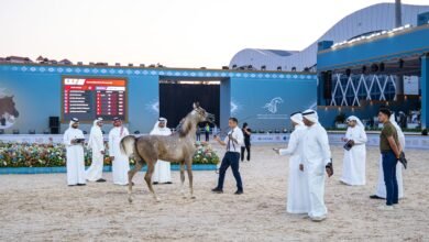 تحكيم خليجي رفيع يعزّز مكانة بطولة عجمان لجمال الخيل العربية 5 تحكيم خليجي رفيع يعزّز مكانة بطولة عجمان لجمال الخيل العربية