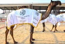 تتويج الفائزين بأشواط اللقايا في مزاينة الإبل بمهرجان الظفرة الختامي