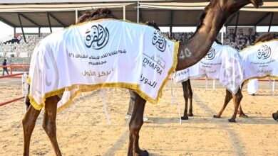 تتويج الفائزين بأشواط اللقايا في مزاينة الإبل بمهرجان الظفرة الختامي