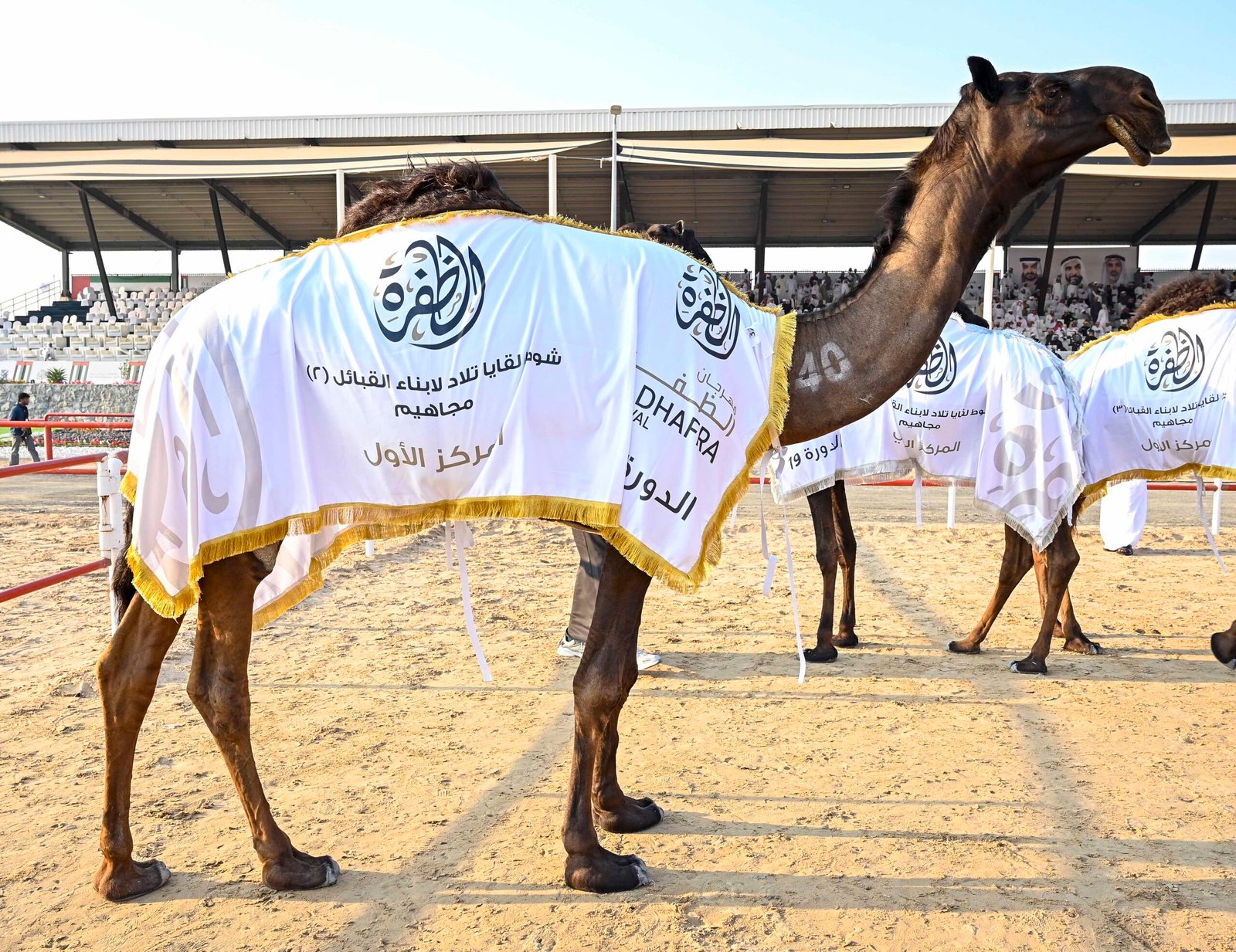 تتويج الفائزين بأشواط اللقايا في مزاينة الإبل بمهرجان الظفرة الختامي 1 تتويج الفائزين بأشواط اللقايا في مزاينة الإبل بمهرجان الظفرة الختامي