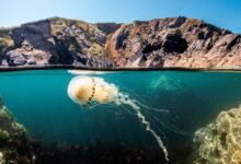 القمة العالمية لطاقة المستقبل 2026 وIMI تقدمان عروضاً يومية لفيلم «المحيط مع ديفيد أتينبورو»