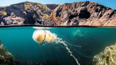 القمة العالمية لطاقة المستقبل 2026 وIMI تقدمان عروضاً يومية لفيلم «المحيط مع ديفيد أتينبورو» 2 القمة العالمية لطاقة المستقبل 2026 وIMI تقدمان عروضاً يومية لفيلم «المحيط مع ديفيد أتينبورو»