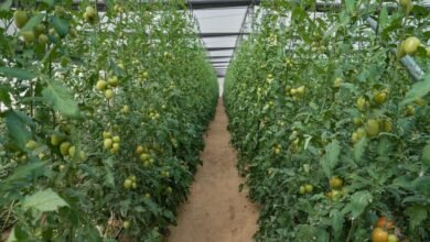 إطلاق برنامج الريادة الزراعية 2026 لتعزيز الابتكار وتمكين الشركات الناشئة