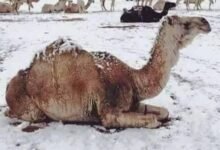 جمعية الإمارات للفلك: الثلث الأوسط من شهر يناير تعد الأبرد خلال فصل الشتاء