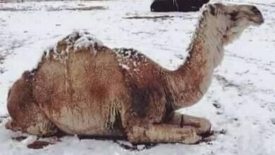 جمعية الإمارات للفلك: الثلث الأوسط من شهر يناير تعد الأبرد خلال فصل الشتاء