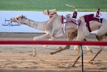 منافسات قوية في رموز سن الايذاع بمهرجان ولي عهد دبي للهجن