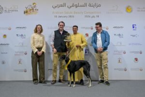 ختام مزاينة السلوقي العربي في مهرجان الظفرة وسط منافسات قوية