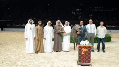 انطلاق بطولة أبوظبي الدولية لجمال الخيل العربية بمشاركة 369 خيلاً 2 انطلاق بطولة أبوظبي الدولية لجمال الخيل العربية بمشاركة 369 خيلاً