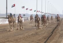 "المهرجان الختامي" السنوي لسباقات الهجن العربية الأصيلة ينطلق 26 فبراير
