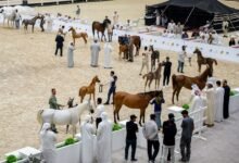 أبوظبي والظفرة تحتفيان بإرث الخيل العربية في بطولتين رمضانيتين ناجحتيين
