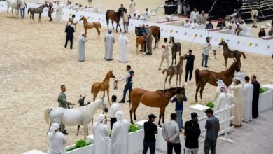 أبوظبي والظفرة تحتفيان بإرث الخيل العربية في بطولتين رمضانيتين ناجحتيين