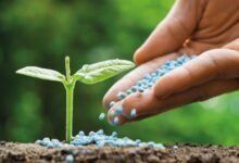 باحثو جامعة خليفة يتوصلون لطريقة لتحويل التربة الرملية إلى أرض خصبة