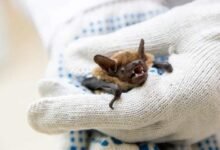 مناعة الخفافيش