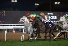 104 خيول تتنافس في السباق الـ11 على مضمار أبوظبي غدا