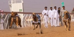 مهرجان العين التراثي ينظم سباق السلوقي العربي في مدينة العين