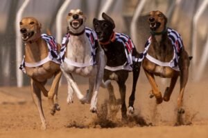 مهرجان العين التراثي ينظم سباق السلوقي العربي في مدينة العين