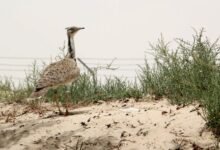 محميات الإمارات الطبيعية/ درع الوقاية في مواجهة التغييرات المناخية