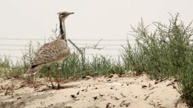 محميات الإمارات الطبيعية/ درع الوقاية في مواجهة التغييرات المناخية