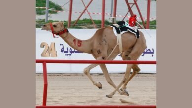 "هجن الرئاسة" تتألق في بطولة الكويت الدولية وتحصد" السيف" و" الخنجر"