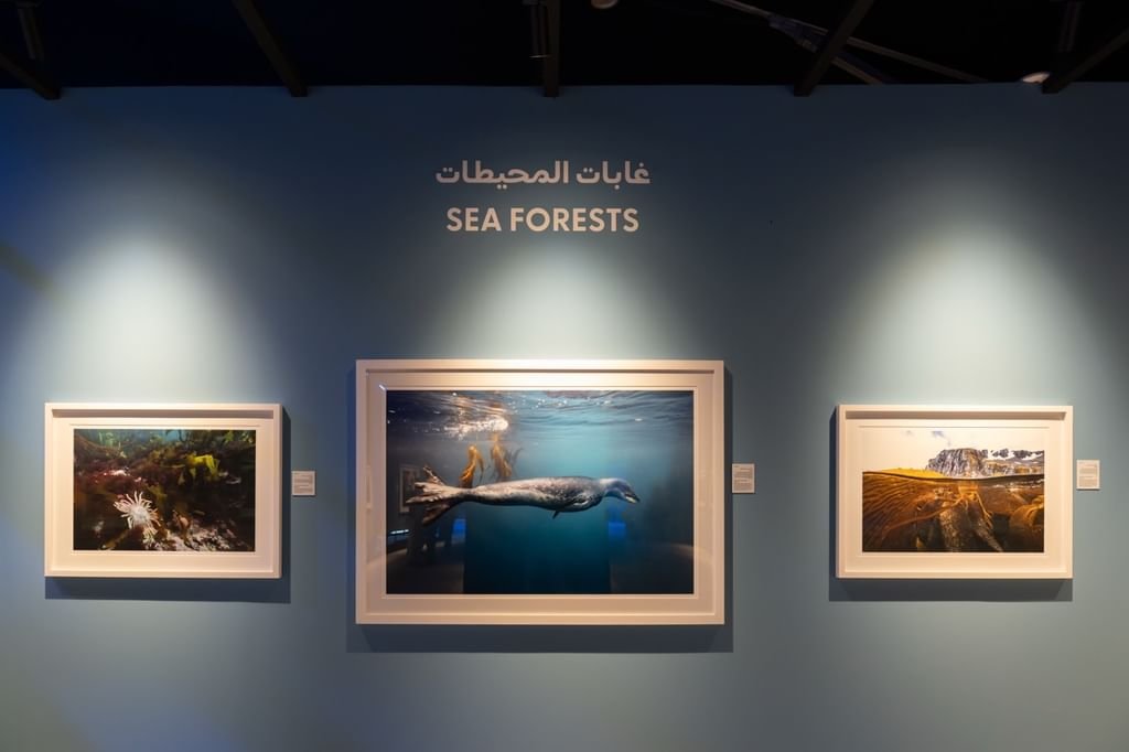 اكسبوجر 2026 - القمة البيئية.. جينيفر أدلر : الصورة أبلغ وسيلة لرواية العلم للأطفال 1 اكسبوجر 2026 - القمة البيئية.. جينيفر أدلر : الصورة أبلغ وسيلة لرواية العلم للأطفال