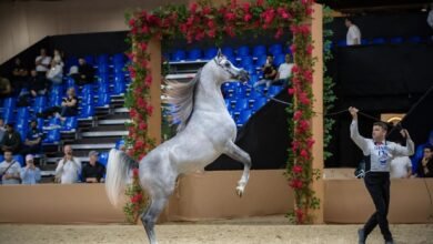 إعلان قائمة حكام بطولة دبي الدولية للجواد العربي في نسختها الـ23