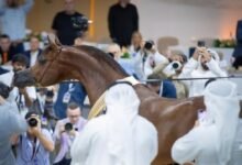 155 خيلاً من 12 دولة تشارك في بطولة دبي الدولية للجواد العربي